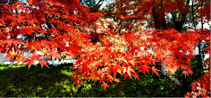 271701043587207721.png image.png