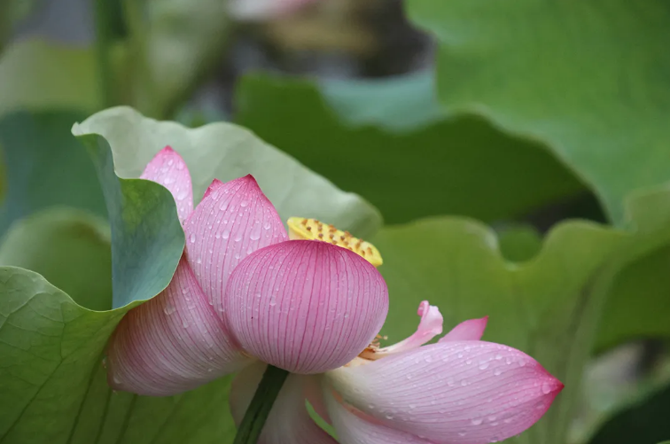 291722217497214577.png image.png